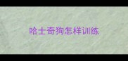 哈士奇狗怎样训练