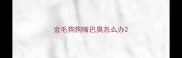 金毛狗狗嘴巴臭怎么办