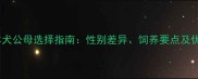 边境牧羊犬公母选择指南性别差异饲养要点及优缺点全