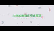 大连的宠物市场在哪里
