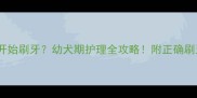 狗狗几个月开始刷牙幼犬期护理全攻略附正确刷牙步骤图解