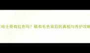 哈士奇有红色吗稀有毛色背后的真相与养护攻略