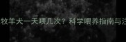5个月边境牧羊犬一天喂几次科学喂养指南与注意事项全