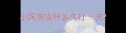 小狗防疫针多久打一次