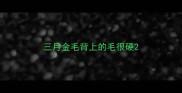 三月金毛背上的毛很硬