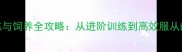 边境牧羊犬训练与饲养全攻略从进阶训练到高效服从的5大核心技巧