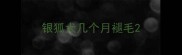 银狐犬几个月褪毛
