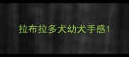 拉布拉多犬幼犬手感