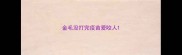 金毛没打完疫苗爱咬人