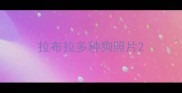 拉布拉多种狗照片