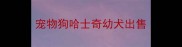 宠物狗哈士奇幼犬出售
