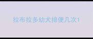 拉布拉多幼犬排便几次