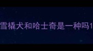雪橇犬和哈士奇是一种吗