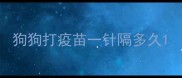 狗狗打疫苗一针隔多久