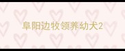 阜阳边牧领养幼犬