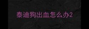 泰迪狗出血怎么办
