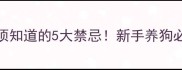 狗狗打完疫苗后必须知道的5大禁忌新手养狗必看居家护理全攻略
