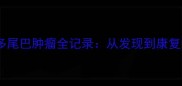 泪目预警拉布拉多尾巴肿瘤全记录从发现到康复的365天自救指南