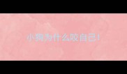小狗为什么咬自己