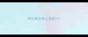 阿拉斯加哈士奇照片