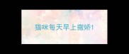 猫咪每天早上撒娇