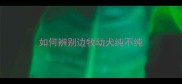 如何辨别边牧幼犬纯不纯