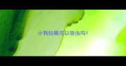 小狗拉稀可以驱虫吗