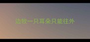 边牧一只耳朵只能往外