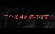 三个多月的猫打疫苗