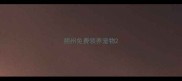 朔州免费领养宠物