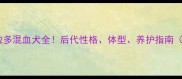 德牧拉布拉多混血犬全后代性格体型养护指南附配种禁忌