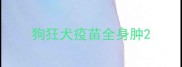 狗狂犬疫苗全身肿