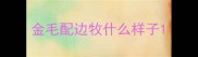 金毛配边牧什么样子