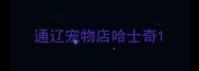 通辽宠物店哈士奇