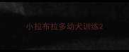 小拉布拉多幼犬训练