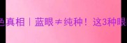 哈士奇眼睛颜色真相蓝眼纯种这3种眼睛颜色才是重点