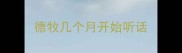 德牧几个月开始听话