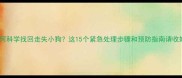 如何科学找回走失小狗这15个紧急处理步骤和预防指南请收好