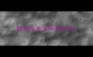 拉布拉多犬怀孕60天