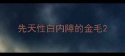 先天性白内障的金毛