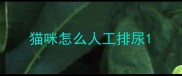 猫咪怎么人工排尿