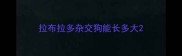 拉布拉多杂交狗能长多大
