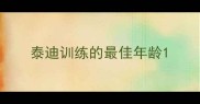 泰迪训练的最佳年龄