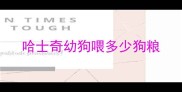 哈士奇幼狗喂多少狗粮