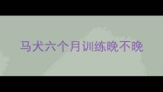 马犬六个月训练晚不晚