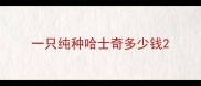 一只纯种哈士奇多少钱