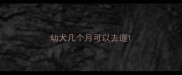 幼犬几个月可以去遛