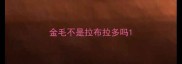 金毛不是拉布拉多吗