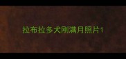 拉布拉多犬刚满月照片