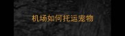 机场如何托运宠物